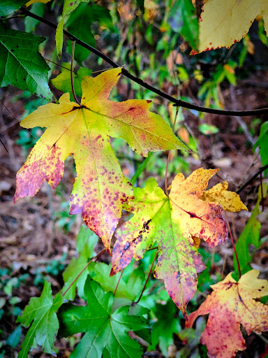 Mason Pond Park - Thumbnail