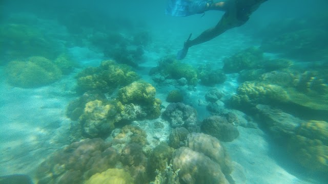 Smith Coral Garden