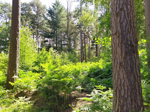Gruffalo - Thumbnail