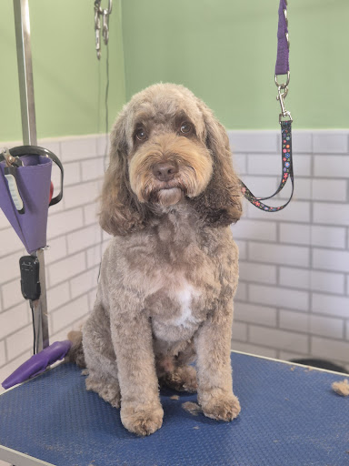 Charlotte's Dog Grooming