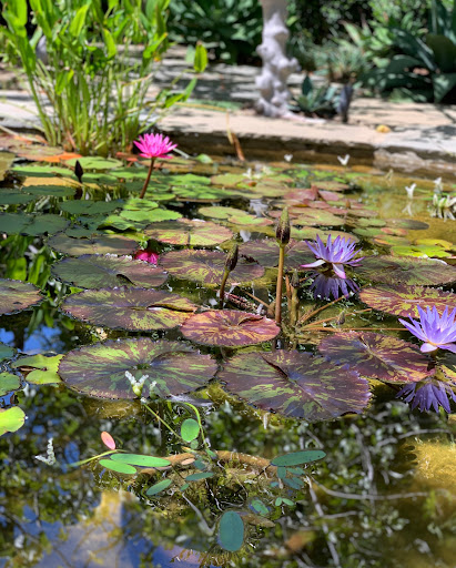 Everything Ponds and Aquariums LLC - Thumbnail