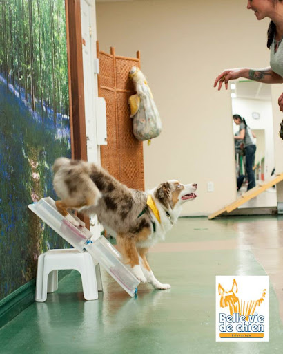 Belle vie de chien - Thumbnail