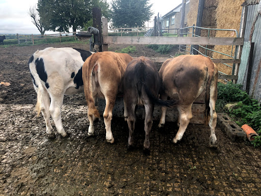 Dora's Dairy, Quarry Farm (Jon Cook) - Thumbnail