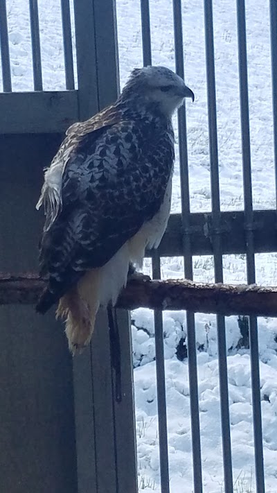 Montana Raptor Conservation Center