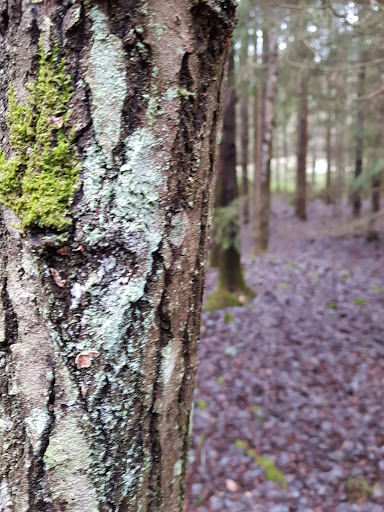 Södra Törnskogen - Thumbnail