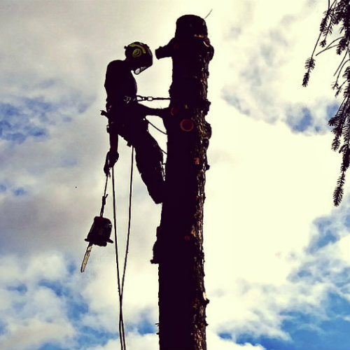 Wycinka drzew Warszawa LOGAR