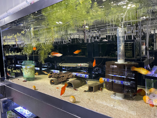 Fish Fix - Visual