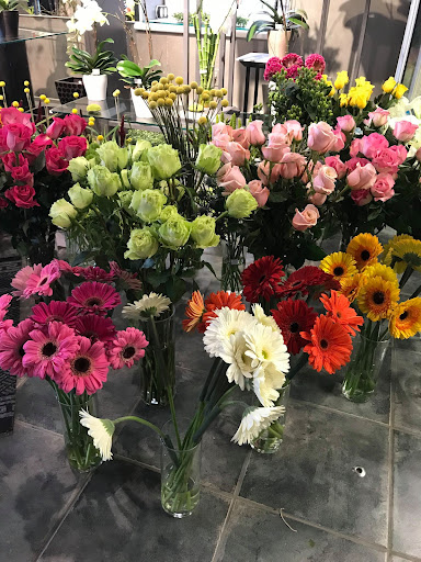 Fleur-Quebec - Visual
