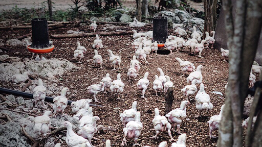 SaBio Tulum POLLO SAPIENS