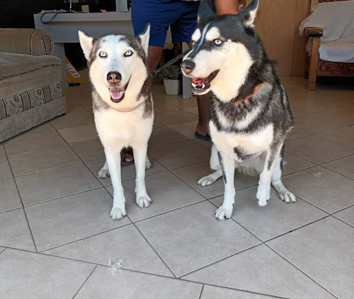 Clínica veterinaria "Luna-Vet"