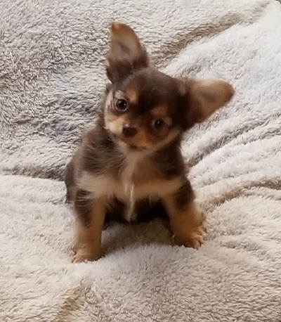 chihuahua