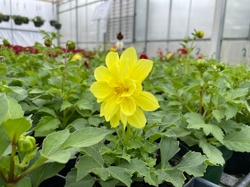 Sully's Produce LLC - Thumbnail