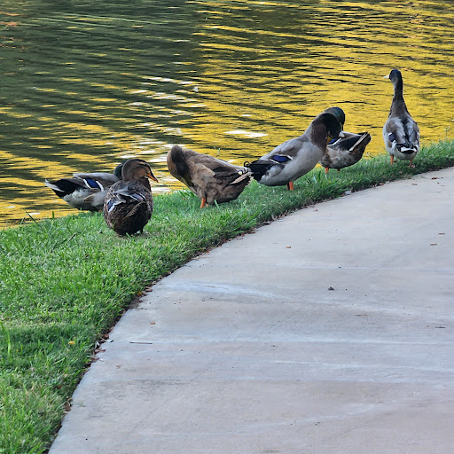 Town Center Nature Park North Pond - Thumbnail