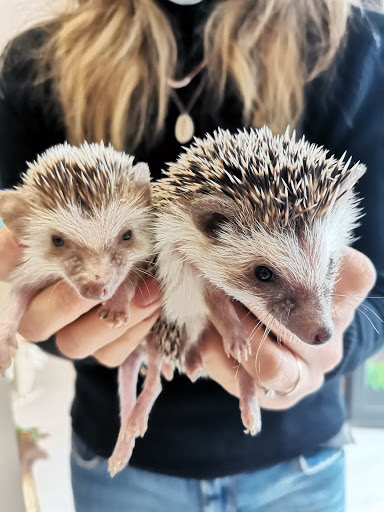 AnimalLove - Visual