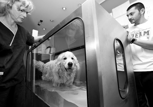 Village Vet Highgate - Thumbnail