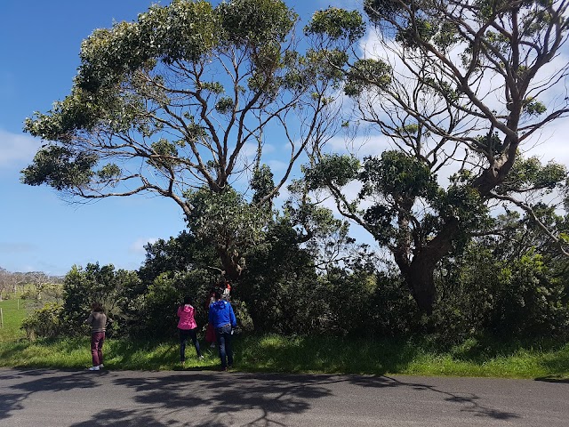 Great Ocean Ecolodge