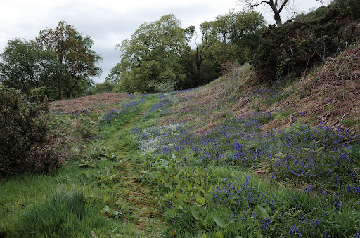 Dunollie Wood - Thumbnail