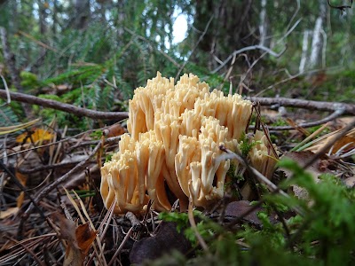 Photos of Majakivi - Pikan&otilde;mme matkarada