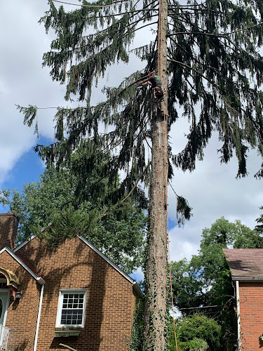 Hilltop Tree Services LLC