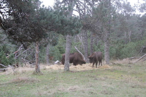 parc bisons d’europe - Thumbnail