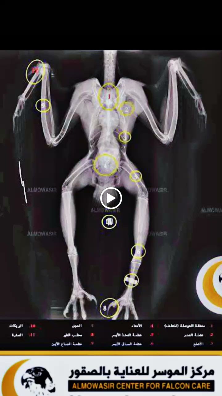 مستشفى الموسر لعلاج الصقور و الطيور الاليفة البيطري - صورة 3
