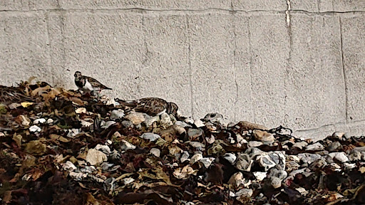 White Nothe Beach - Thumbnail