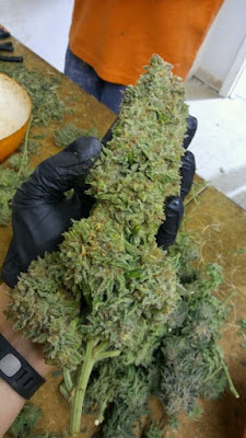 Photo of Pure North - Recreational & Medical Marijuana Dispensary