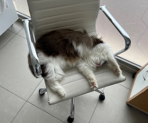 Photo n°4 de Clinique vétérinaire Univet La Roquette à La Roquette-sur-Siagne (Vétérinaire)