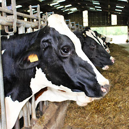 Photo n°19 de Ferme de Villemenard (EARL Lyko Meunier) à Vignoux-sur-Barangeon (Ferme)