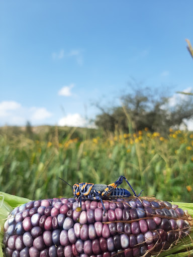 Finca Severiana