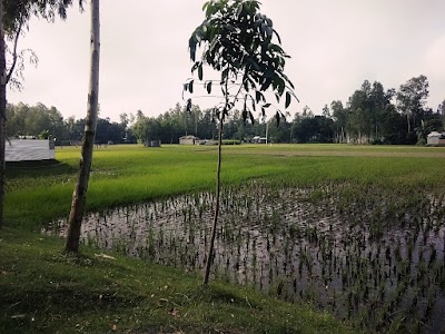 Photos of মাধবপুর প্রাথমিক বিদ্যালয়