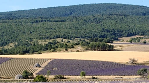 Photo de Le Jas du Mont Ventoux à Sault (84390)
