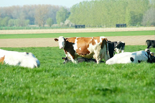Photo n°8 de La Ferme des Beaux Mecs à Auchy-lez-Orchies (Ferme à visiter)