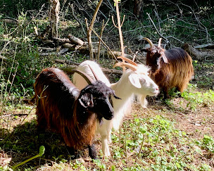 Photo n°19 de Le Domaine des Sources à Saint-Léonard (Location d'appartement de vacances)