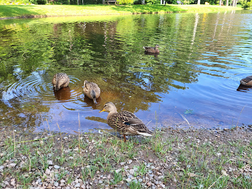 Stronach Park - Thumbnail