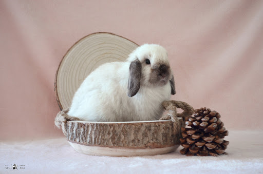 Photo de Photographe LPEB La Petite Etoile Bleue