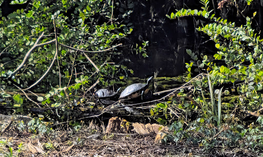 Big Cypress Wildlife Management Area - Stairsteps Unit - Thumbnail