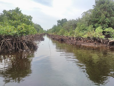 Photos of Wisata Mangrove Desa Busung
