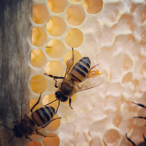Bee Farming - Thumbnail