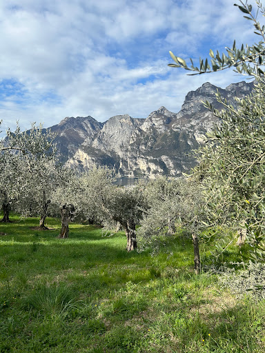 Oliveto Brione - Thumbnail