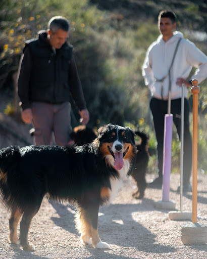 Hotel para perros Casa Lobo - Dog's Hotel & Resorts
