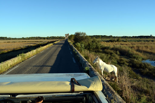 Safari Camargue Labrousse Gallery - France