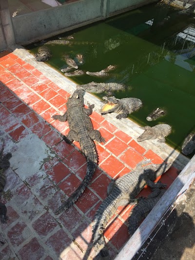 Photos of Crocodile Farm