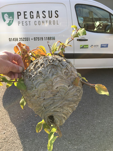Pegasus Pest Control
