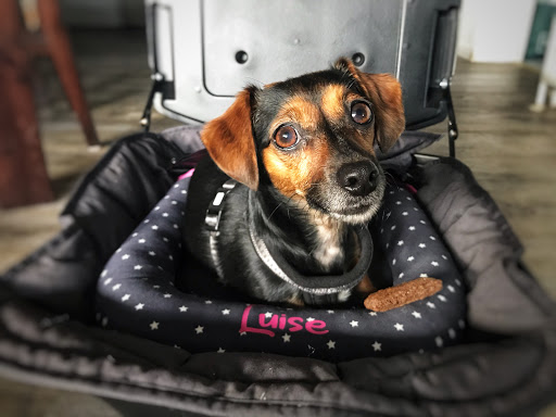 Doggysafe GmbH - Visual