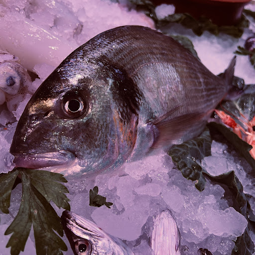 PEIXOSANDRA - Visual