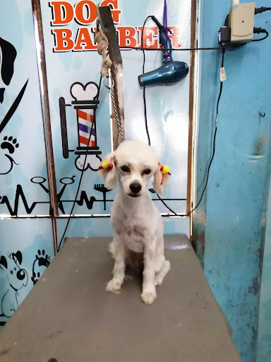 Clinica Veterinaria Mundo Animal Ometepec
