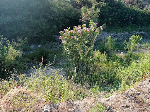 Sentiero naturalistico fiumara Spropoli - Thumbnail