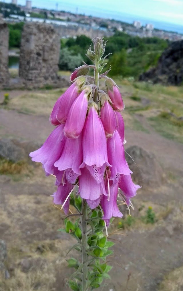 Arthur’s Seat