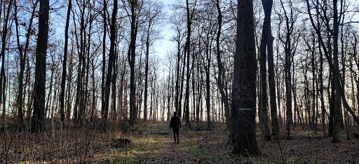 Großer Waldhausteich - Visual